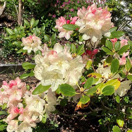 Ferien Im Kuehbergstadl Bischofsmais Kültér fotó